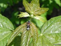 Dunkler Zierbock (Anaglyptus mysticus)